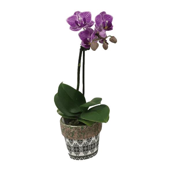 Mini-orchidee
in keramiek