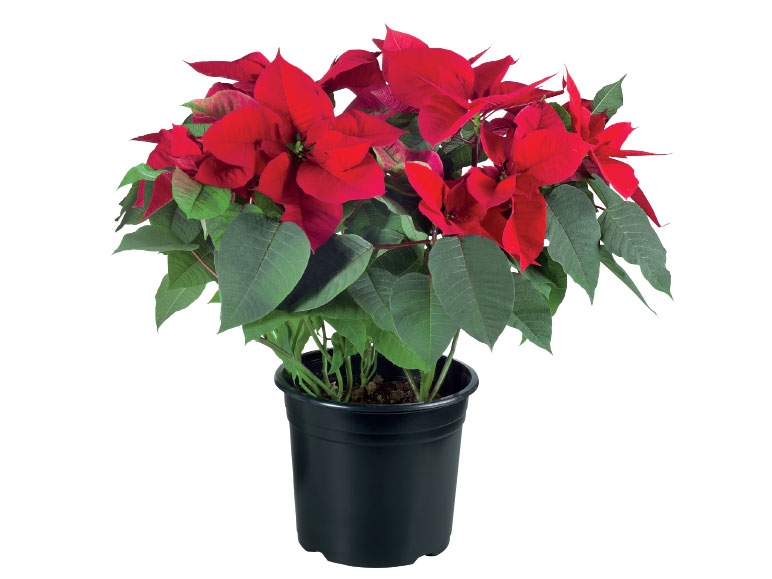 Large Poinsettia - Available from 18th December