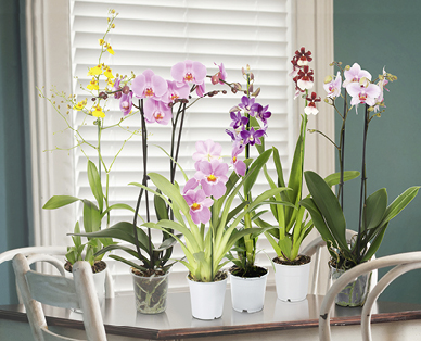 Orchideenvielfalt