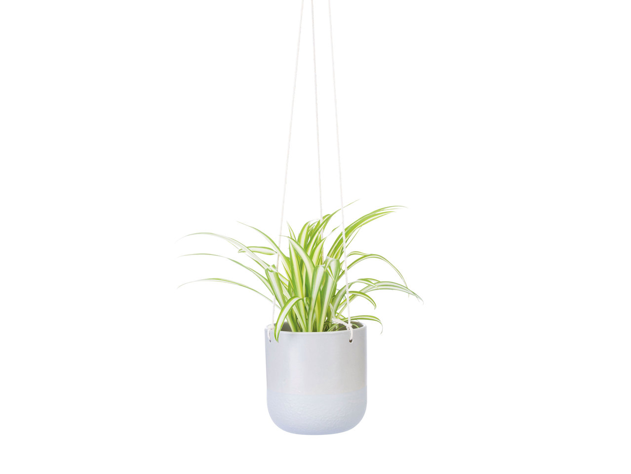 Plante verte dans un pot à suspendre en céramique