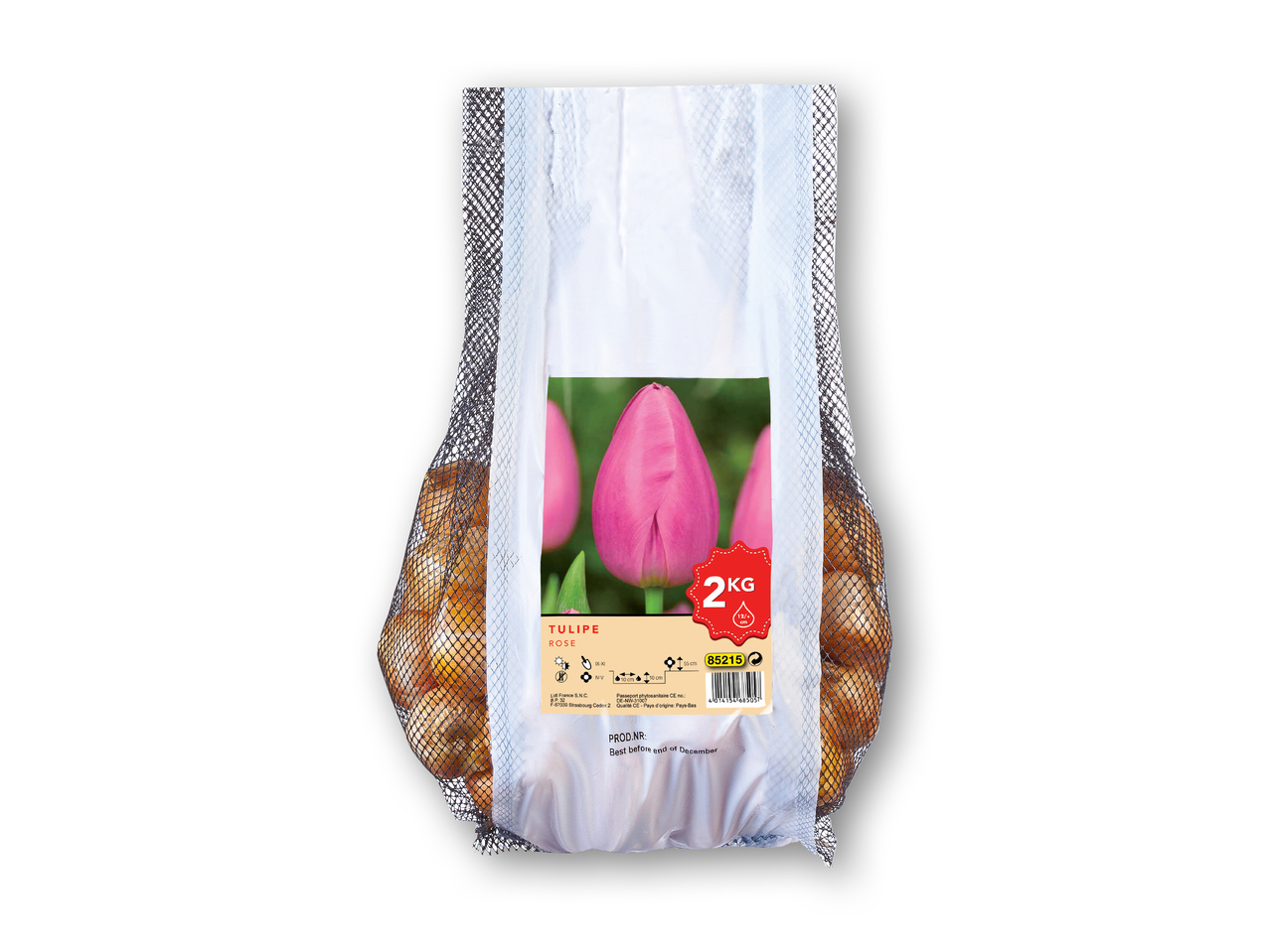 Tulipanblomsterløg