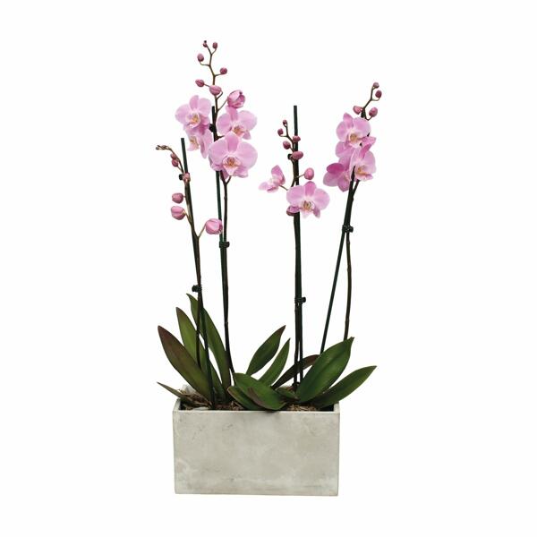 GARDENLINE(R) Orchideen-Arrangement*