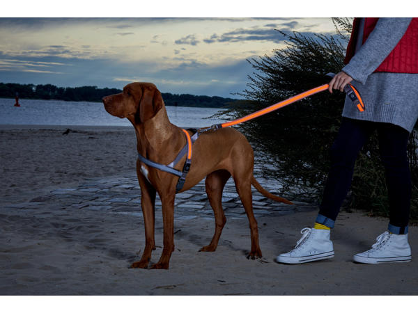 LED Light-Up Dog Harness / LED Light Up Dog Lead