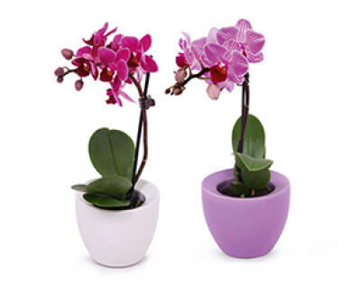 GARDENLINE Mini-Orchidee Muttertag