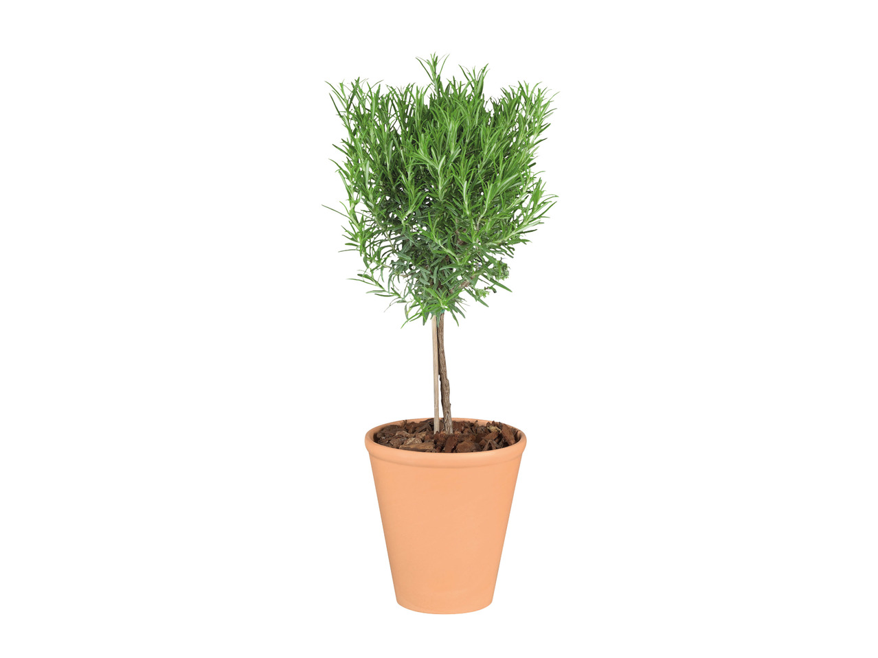 Italian Herb Tree1