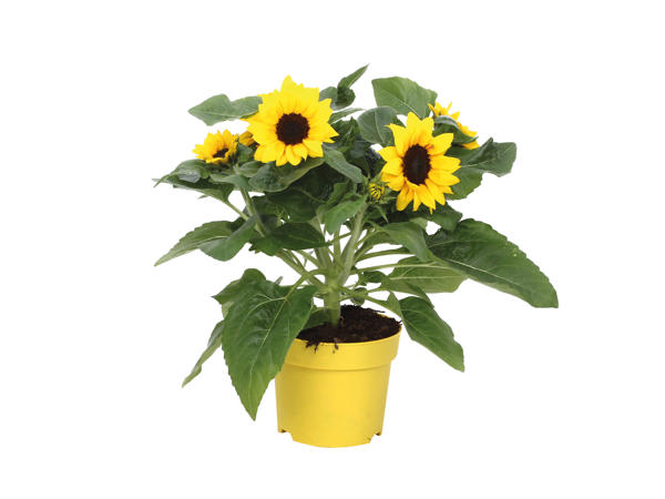 Sunbelievable Sunflower1