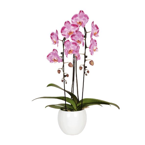 Orchidee twister
in keramiek