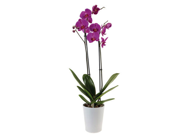 Orchidée en pot verre couleur