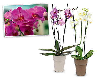 Orchidea, 3 ágas