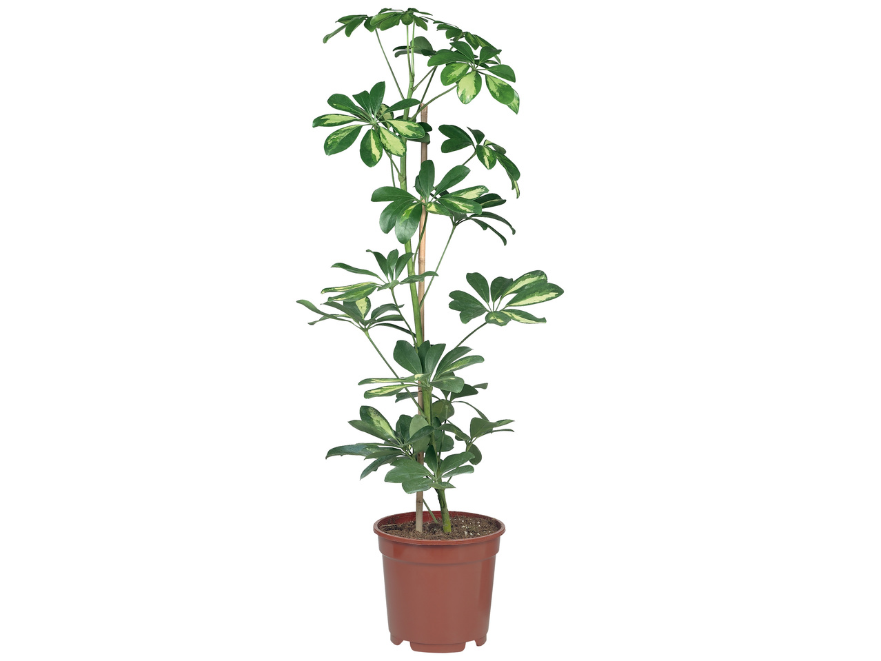 Plantas Variadas Vaso 17 cm