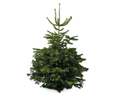Scottish-grown Nordmann Fir Christmas Tree