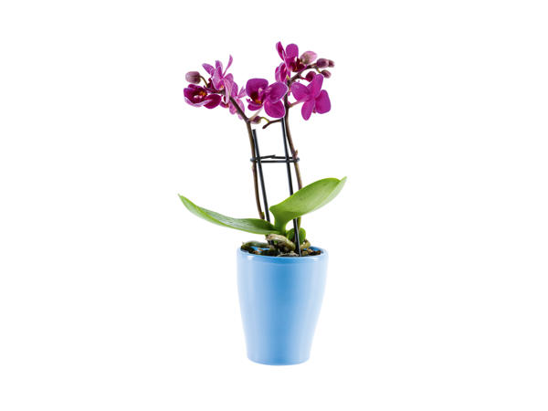 Mini Orchid in Ceramic 1