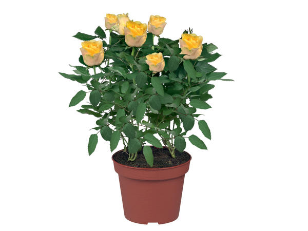 Rosas em Vaso
