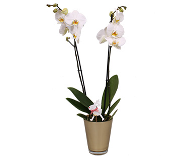 GARDENLINE(R) Orchidee im Glastopf