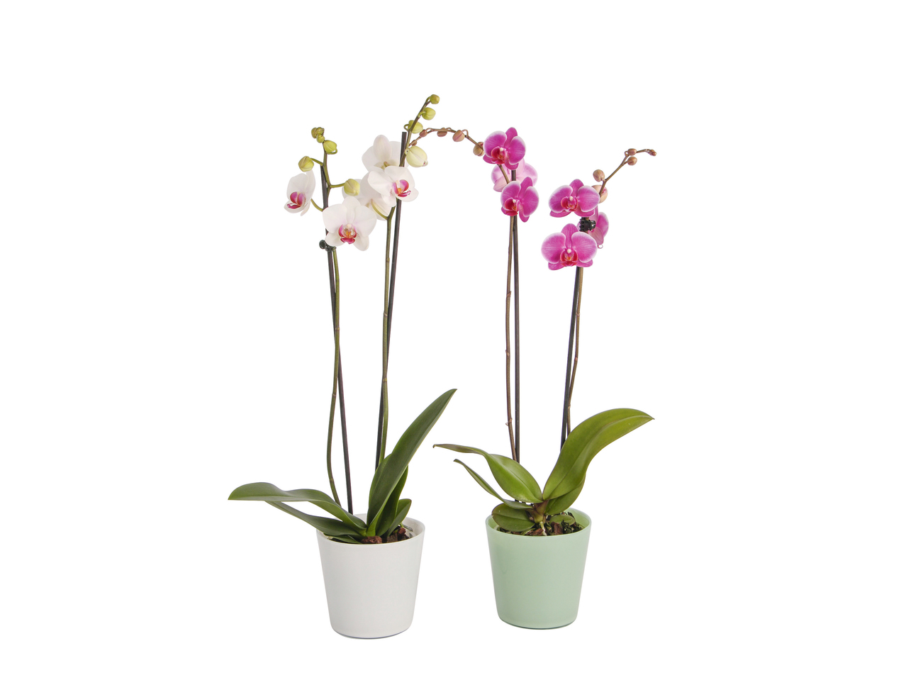 Phalaenopsis in glas