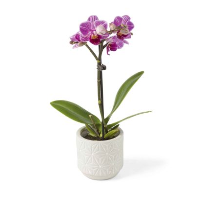 Orchidée, bromélia ou arum