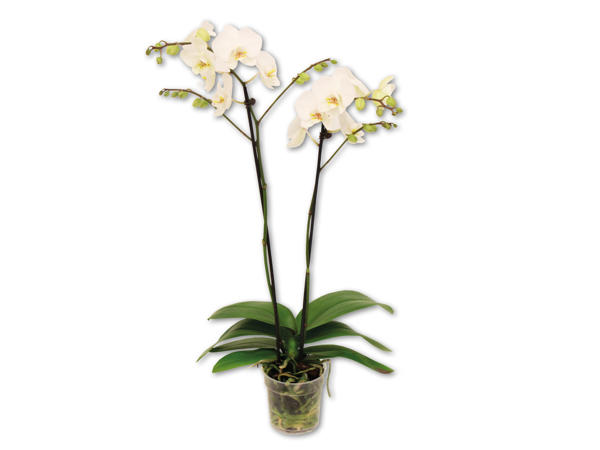 Orkidé med 2 grene