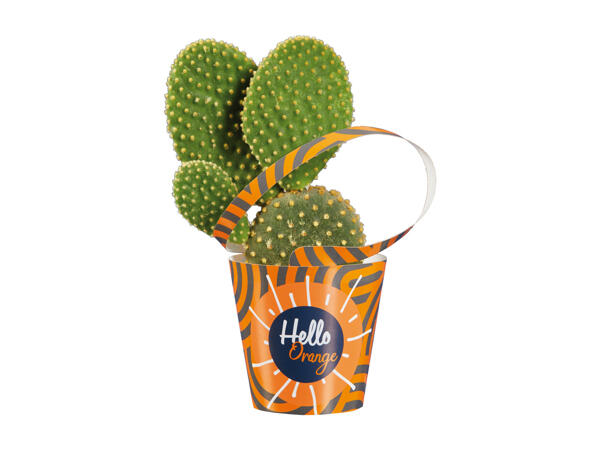 Cactus in Decorative Pack