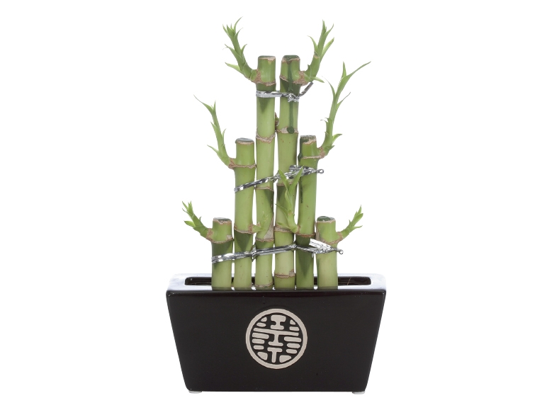 Lucky Bamboo in Ceramic Pot - Available from 22nd January