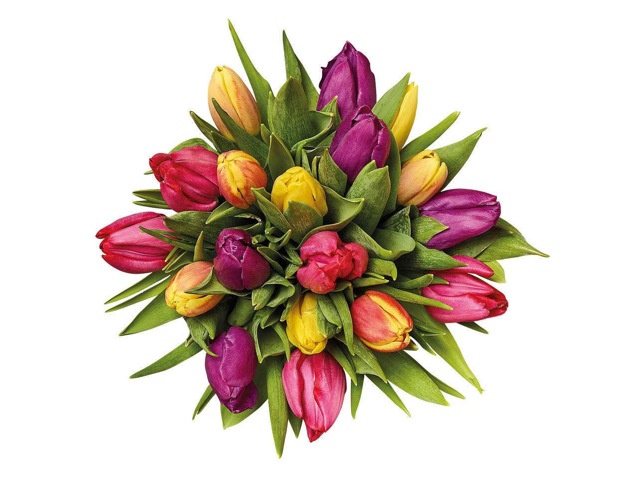 Rainbow Tulips1