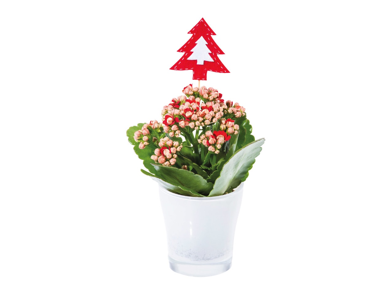 Kalanchoe in a Glass Pot1