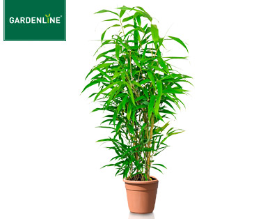 GARDENLINE(R) Palme oder Bambus