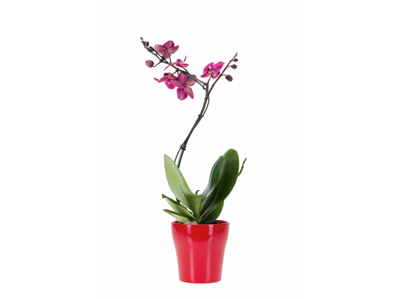Phalaenopsis twister dans un pot en céramique