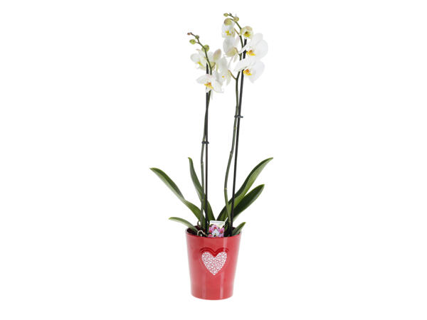 Phalaenopsis em Vaso