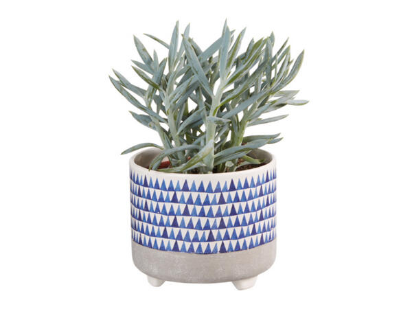 Green Plants in Blue Ceramic