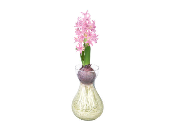 Hyacinths in a Glass Pot
