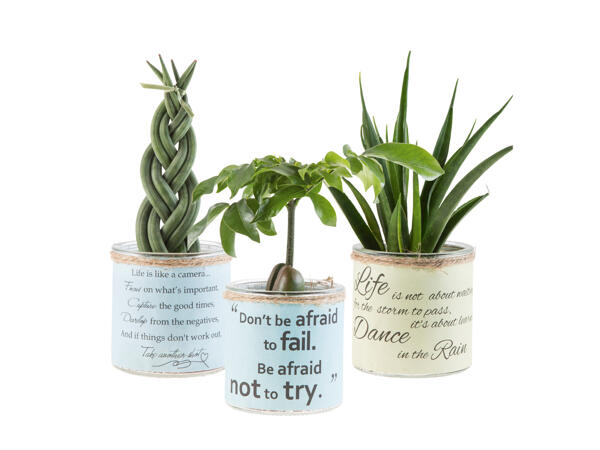 "Easy Care" Green Plants