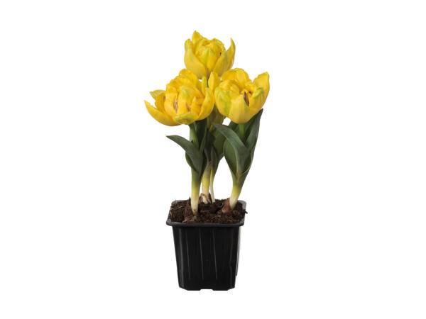 Tulipes "Yellow Baby"