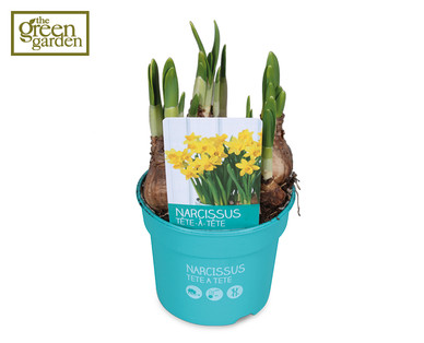Potted Narcissus Bulbs