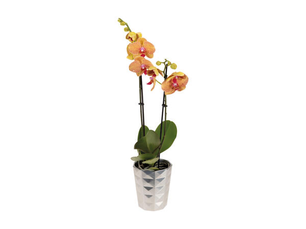 Phalaenopsis, 2 Stems