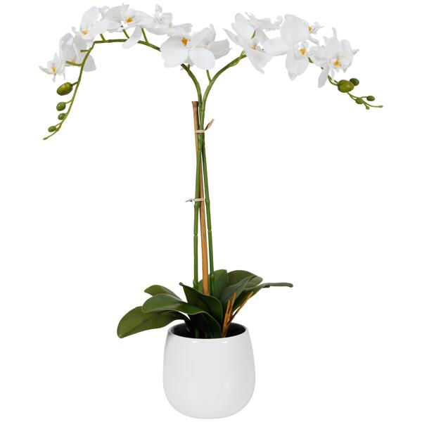 Orchidea w doniczce
