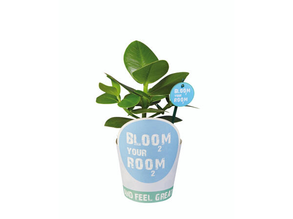 Grünpflanze Bloom Your Room