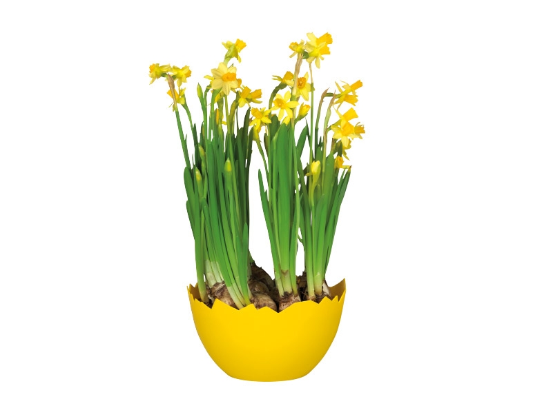 Daffodils in Egg Pot