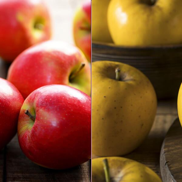 Pommes jaunes ou bicolores Bio