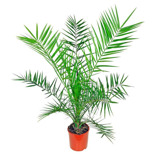 GARDENLINE(R) Palmen- oder Bambuspflanze