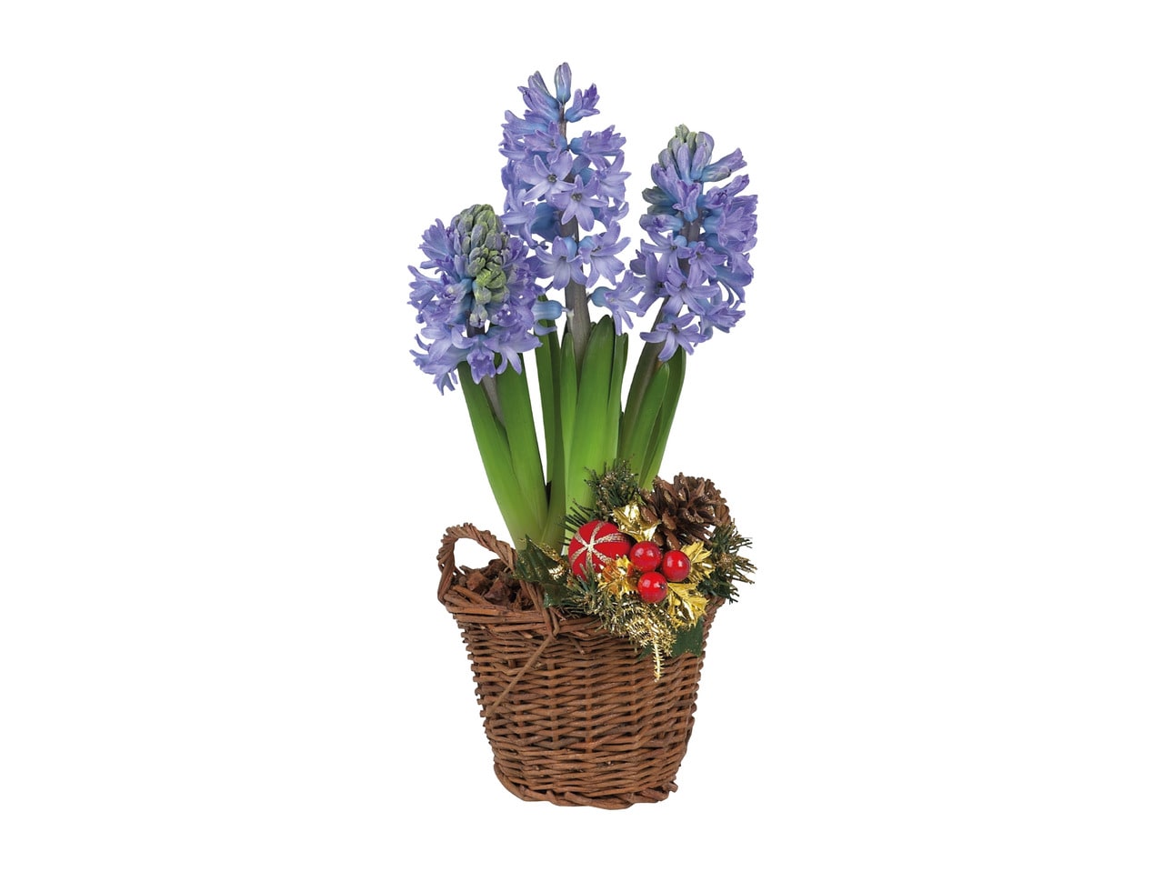 Hyacinth in Basket1
