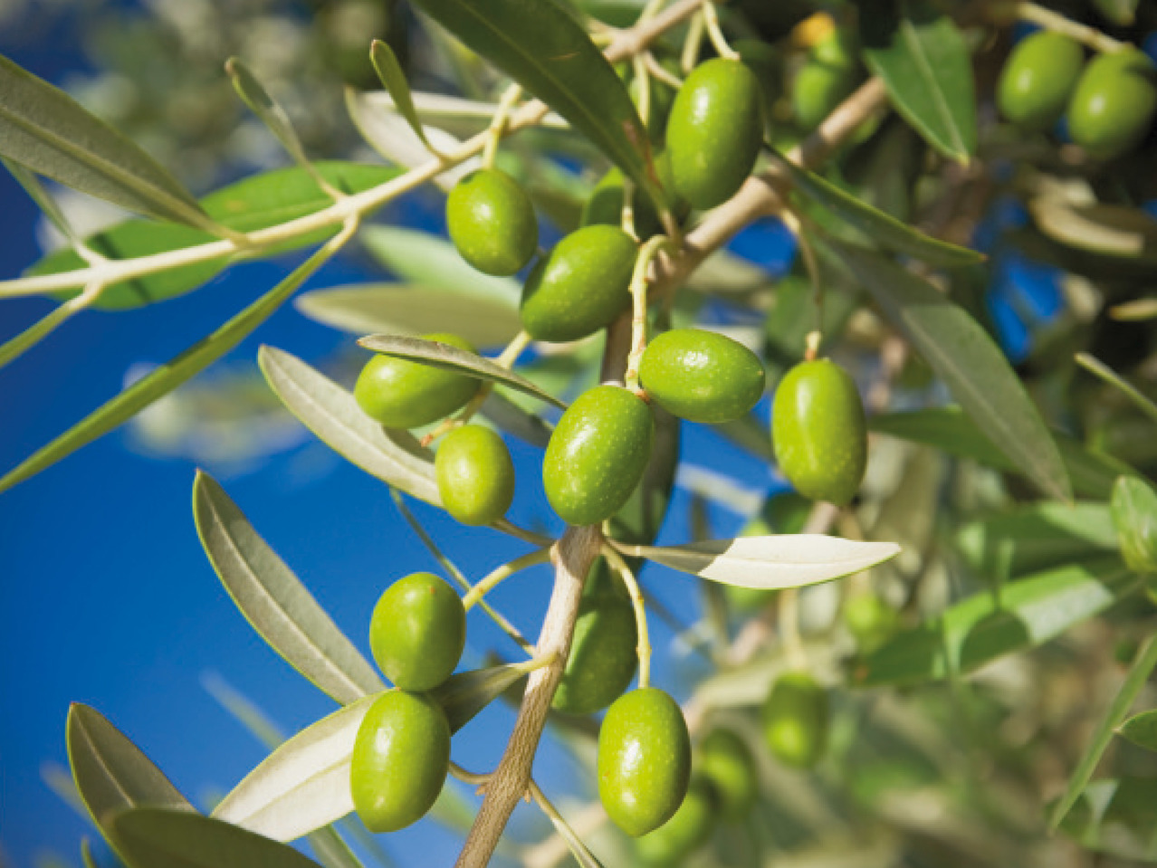 Olive Tree1