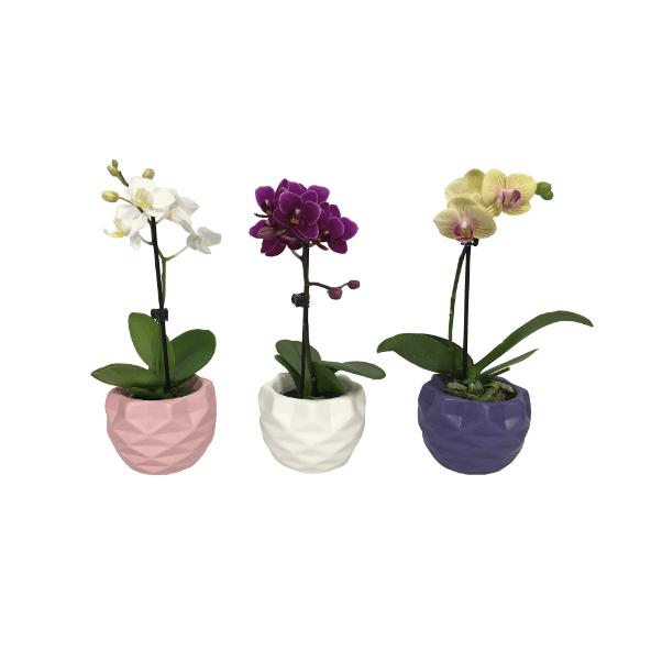 Mini-orchidee in
keramiek