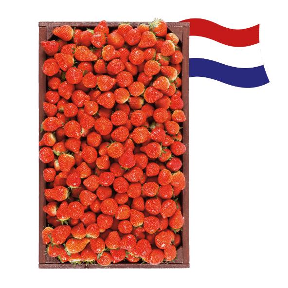 Hollandse aardbeien