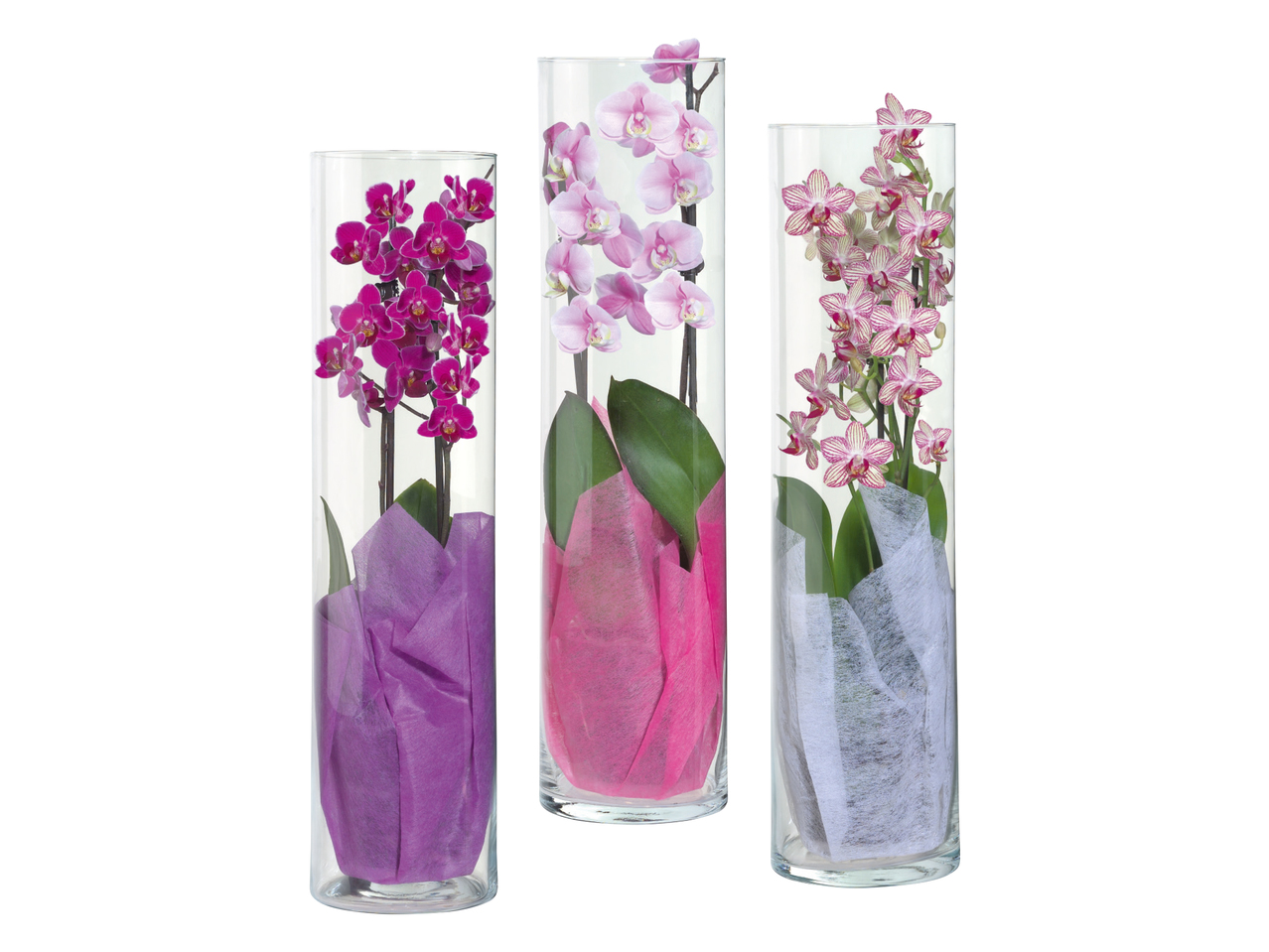 Orkidea lasiruukussa