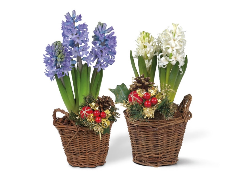 Seasonal Hyacinth Basket