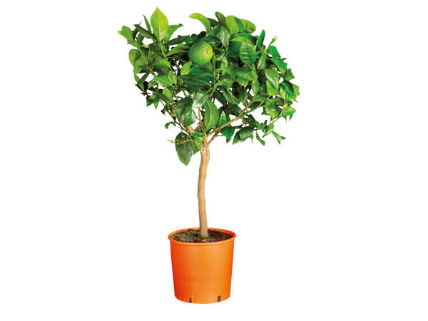 Large Citrus Plant