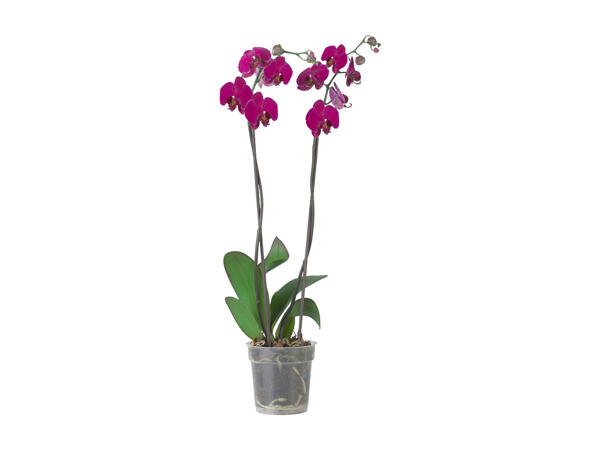 Phalaenopsis, 2 stems
