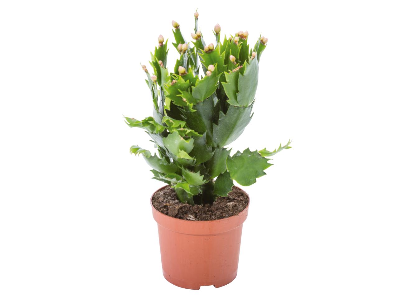 Cactus Schlumbergera