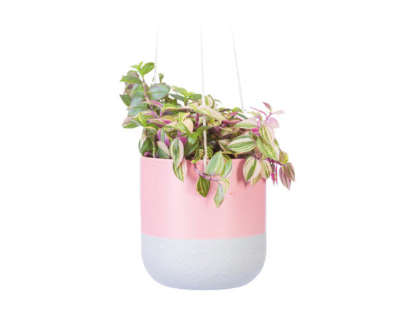 Green Plant in Hanging Pot