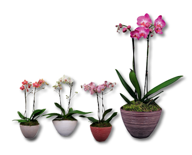 Orchideen-Schale